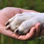 ROSARIO DE LERMA: Imputada por maltrato animal