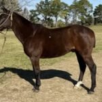 LAS LAJITAS:  Tres imputados por robarse un caballo secuestrado judicialmente