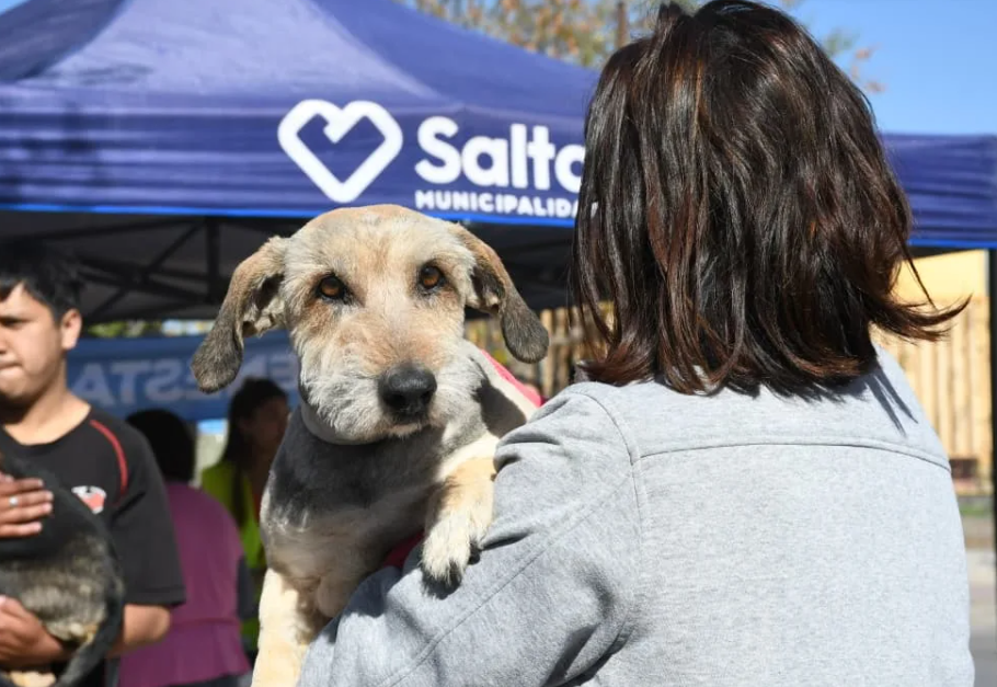VACUNACIÓN ANTIRRÁBICA: Conocé el cronograma de atención del 9 al 13 de febrero