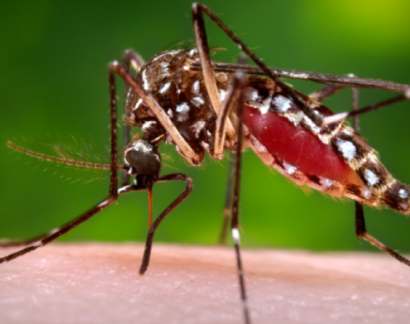 SALTA: Seis Casos y el fantasma del Dengue