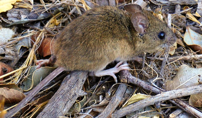 BARILOCHE: Policía muere por Hantavirus