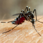PIDEN CERRAR FRONTERA CON BOLIVIA POR BROTE DE CHIKUNGUNYA