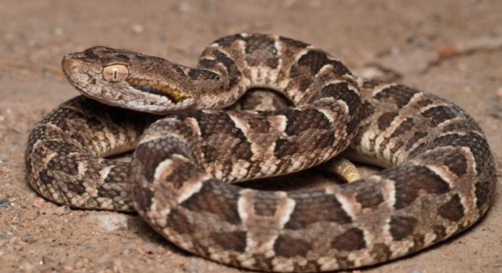 PÁNICO EN EL HUAICO: Una yarará apareció dentro de una casa y desató el miedo en una familia