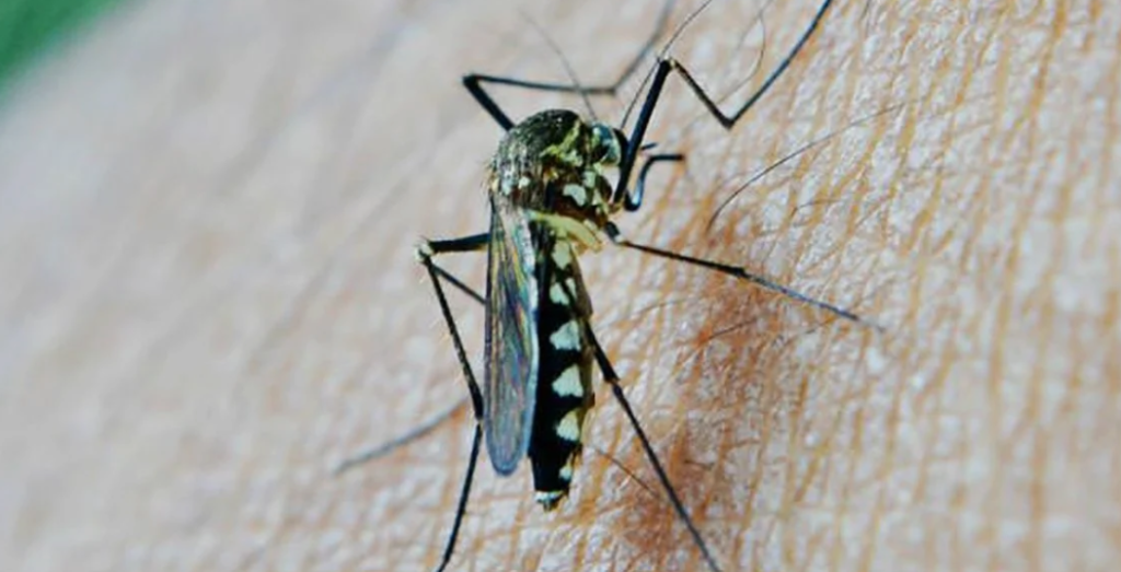 SALTA BAJO ALERTA POR CHIKUNGUNYA