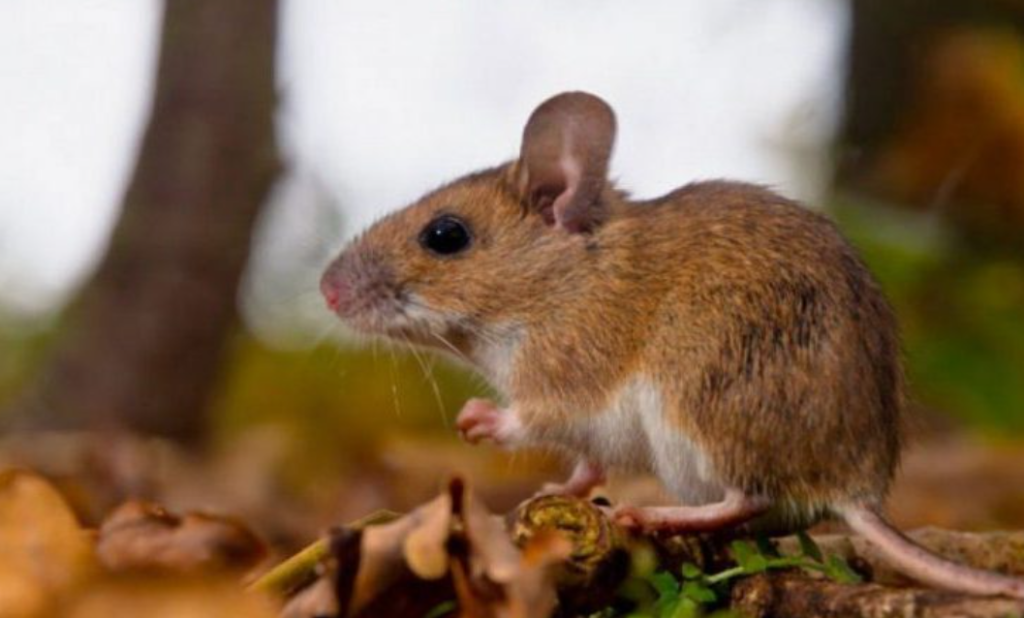 ALERTA SANITARIA EN SALTA: El hantavirus, una amenaza letal con 40% de mortalidad