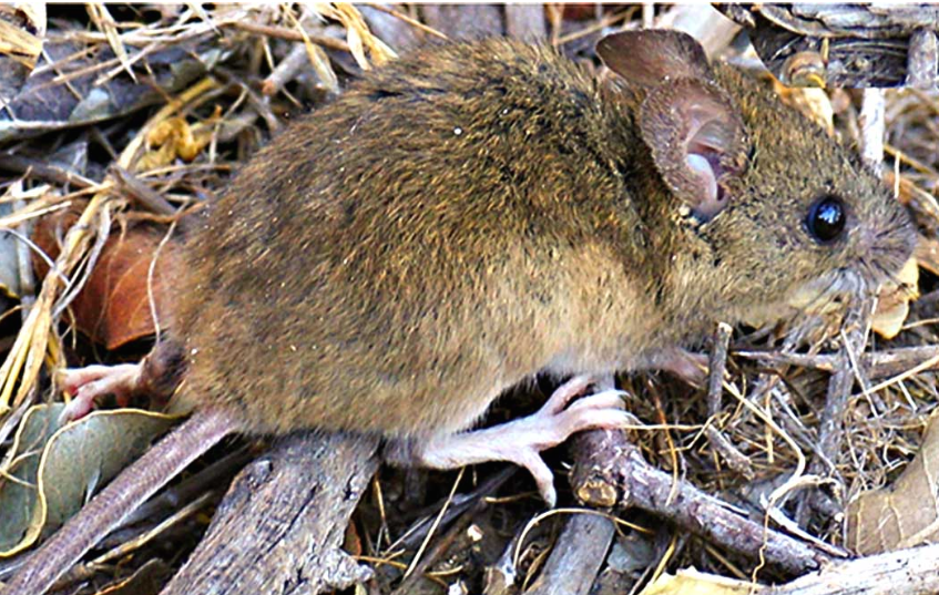 ALARMA SANITARIA: El hantavirus avanza en el país y el brote del crucero ya desata temor internacional