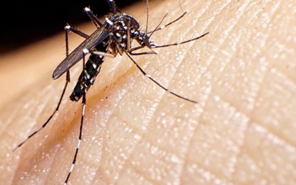DENGUE: Alcanzó a más del 50% de los Salteños