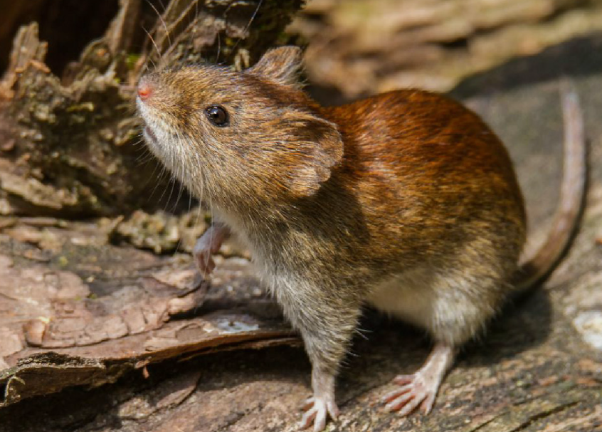 MUJER MUERE POR HANTAVIRUS EN BARILOCHE