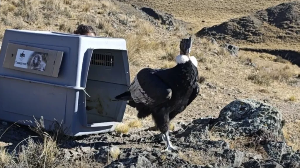 FAUNA SALTEÑA: Rescatan y devuelven a su hábitat a un cóndor andino en Salta