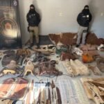 Orán: Preventiva para acusados de abigeato