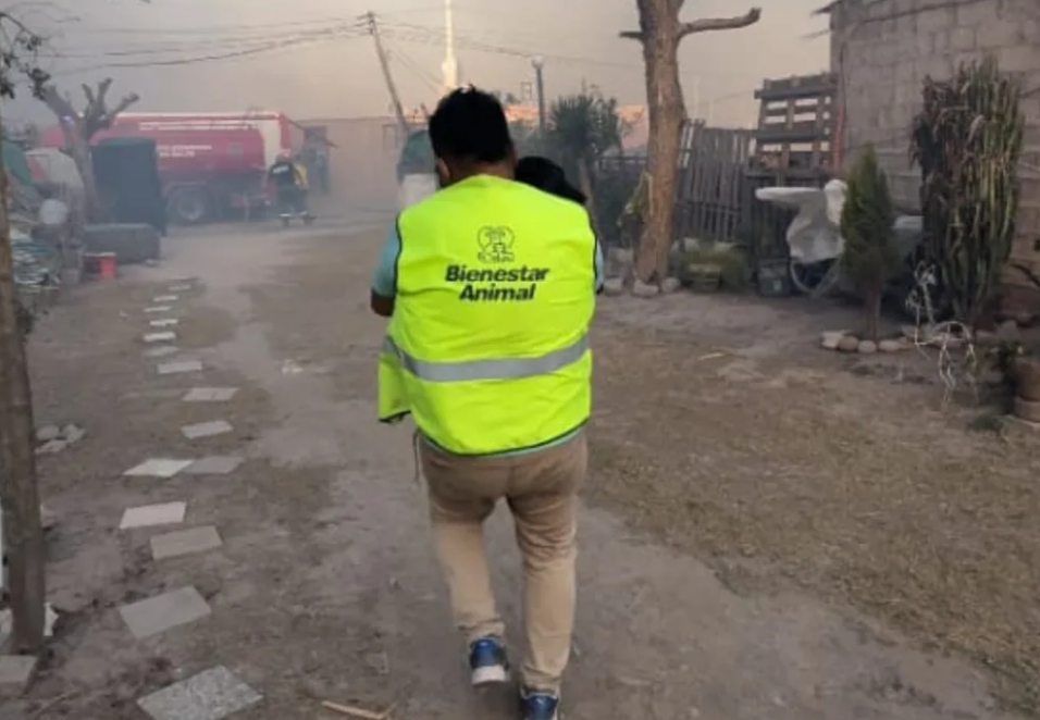 El humo golpeó a las mascotas en Salta: 25 animales fueron asistidos por intoxicación