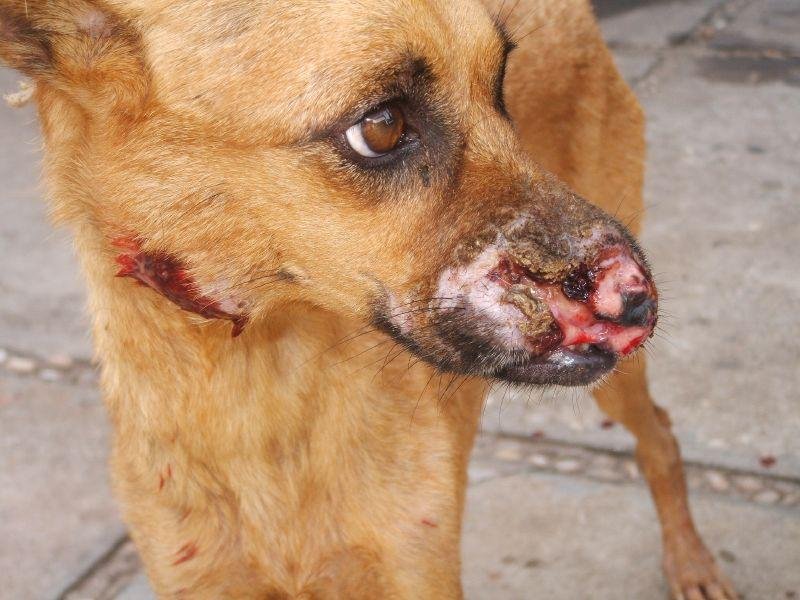 ALERTA SANITARIA: Se notificaron 18 casos de leishmaniasis visceral canina en Salta durante el primer semestre