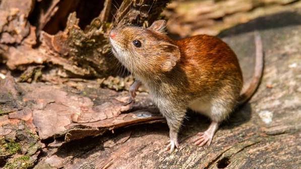 Hantavirus: Hubo 19 casos y 6 muertes en Salta