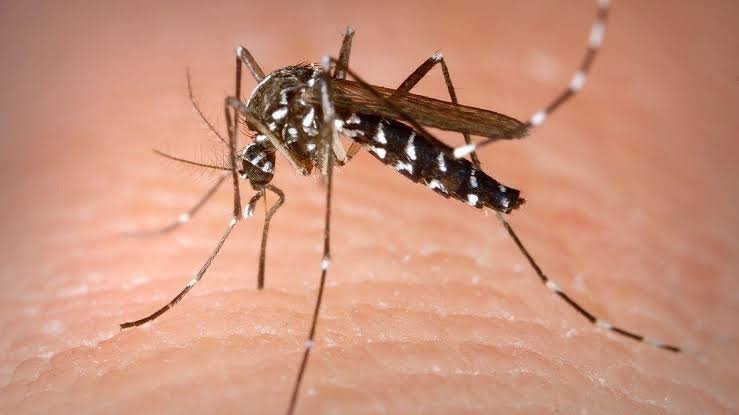 Chikunguña: 200 personas con secuelas en Salta