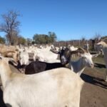 Nuestra Señora de Talavera: Tres hombres imputados por el robo de animales