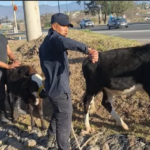 Caballería secuestró 49 animales sueltos en rutas y calles de Salta