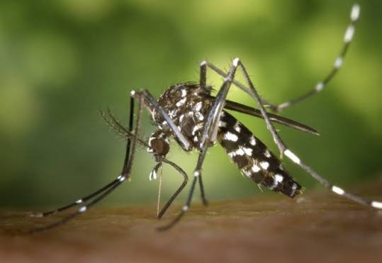 Detectaron chikunguña en Salta, pero el caso es importado
