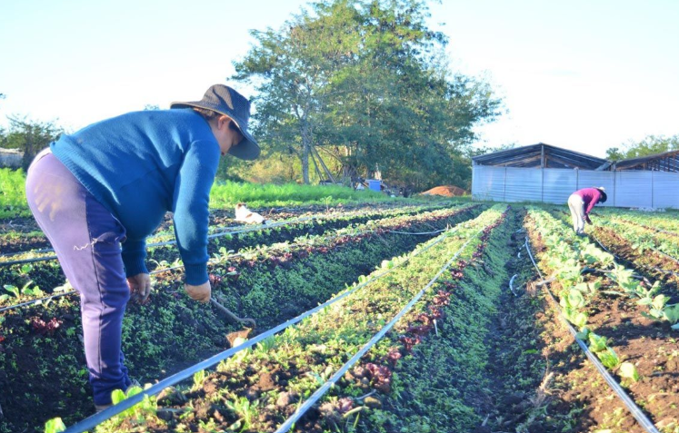 Endeudamiento en el campo: 9 de cada 10 productores están endeudados