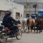 Animales sueltos: incautaron 14 caballos, vacunos y asnos en Embarcación
